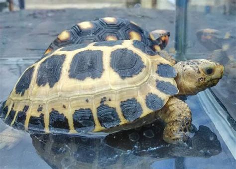 Ternyata Tidak Kalah Keren! Inilah 7 Kura-Kura yang Berasal Dari ...