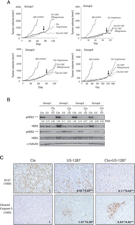 Combination Of Cetuximab And U3 1287 Treatment Of CtxR Tumors Leads To