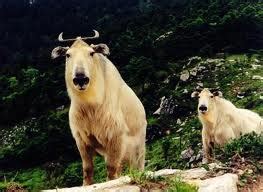 World All Animals: Bovid