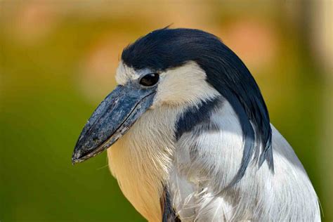 18 Different Types Of Herons With Photos And Facts