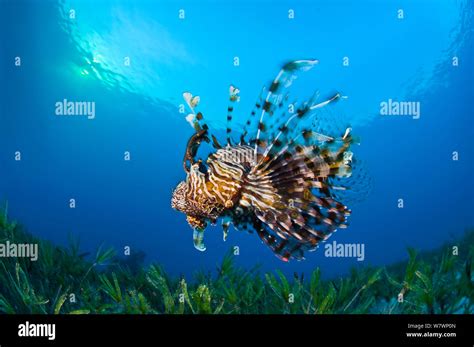 Lionfish Pterois Volitans Swimming Over Bed Of Seagrass At Sunset