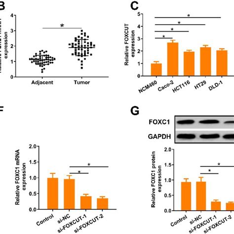 Foxcut And Foxc Expression Is Frequently Upregulated In Crc Cell Lines