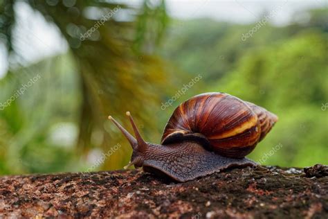 Caracol Gigante Africano Terrestre Achatina Fulica Caracol Grande