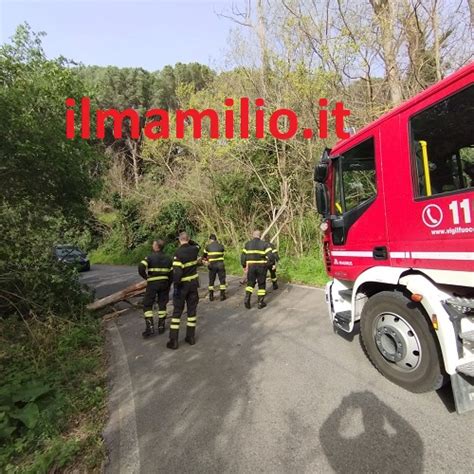 Strada Per Il Tuscolo Cade Albero A Causa Del Forte Vento Rimosso Dai