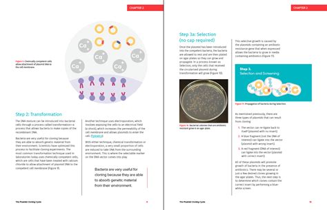 The Plasmid Cloning Cycle