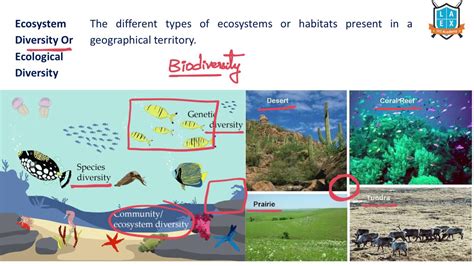 What Is Ecosystem Diversity And Why Is It Important Design Talk