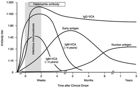 Ebv Testing Making Sense Of Serology Brown Med Peds