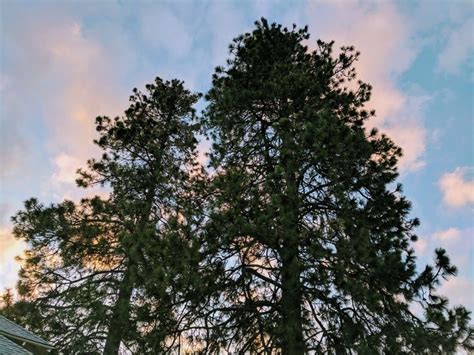 Sunset Behind The Trees In Our Front Yard Benefit Of Having A 100 Yr