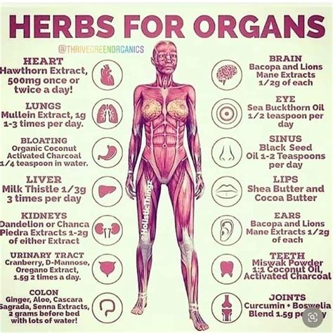 Chah Acutherapy Holistic Chinese Medicine Herbs For Organs