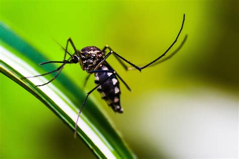 Mosquito species from Asia poses growing risk to Africa's anti-malaria ...