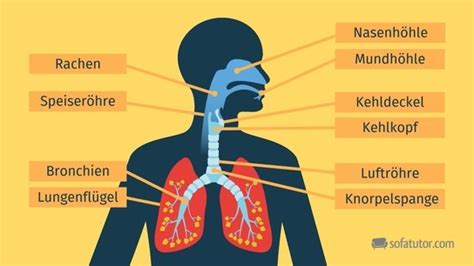 Atmungsorgane Weg Der Atemluft Definition Zusammenfassung Easy