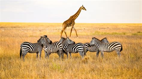 8 Best National Parks In Africa For Wildlife Safaris: An Ultimate Guide ...