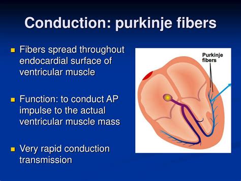 Ppt Cardiac Physiology Powerpoint Presentation Free Download Id 1385197