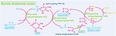 Pyruvate Dehydrogenase And Tca Cycle Flashcards Quizlet