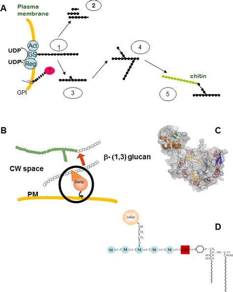 Pdf The Fungal Cell Wall Structure Biosynthesis And Function