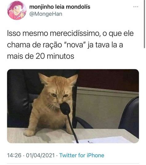 Pin De Luciana Oliveira Em Gatinho Zoeiro Memes Engra Ados Piadas