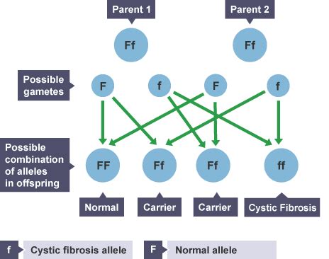 Inherited Disorders Genetic Inheritance AQA GCSE Biology Single