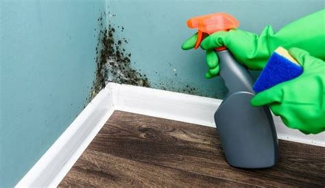 How To Prevent Mold In Your House Rismedia