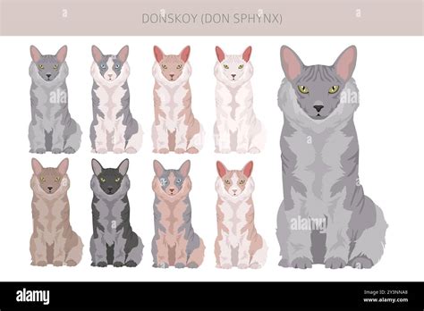 Donskoy, Don Sphynx Cat clipart. All coat colors set. All cat breeds characteristics infographic ...