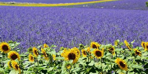 La Diversification Des Cultures Entra Ne Une Hausse De La Production Et