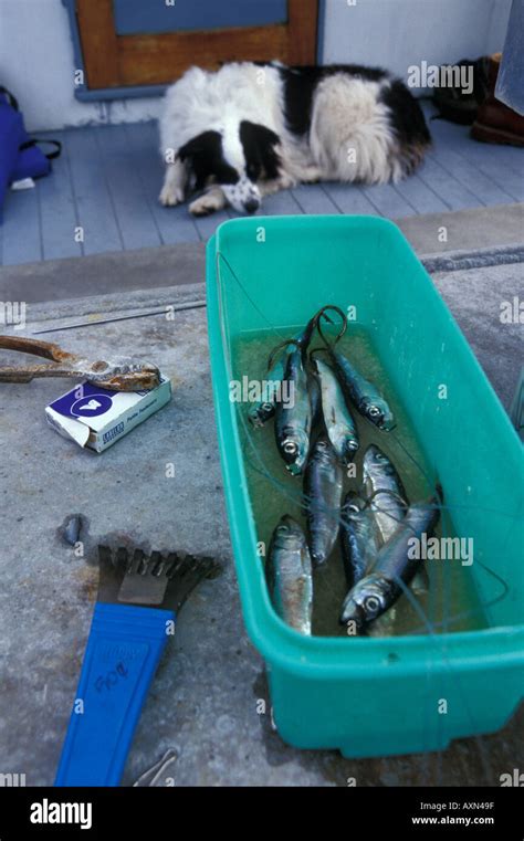 Herring Fish Bait Hi Res Stock Photography And Images Alamy