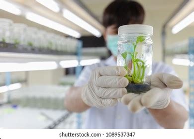 Tissue Culture Lab Images Stock Photos Vectors Shutterstock