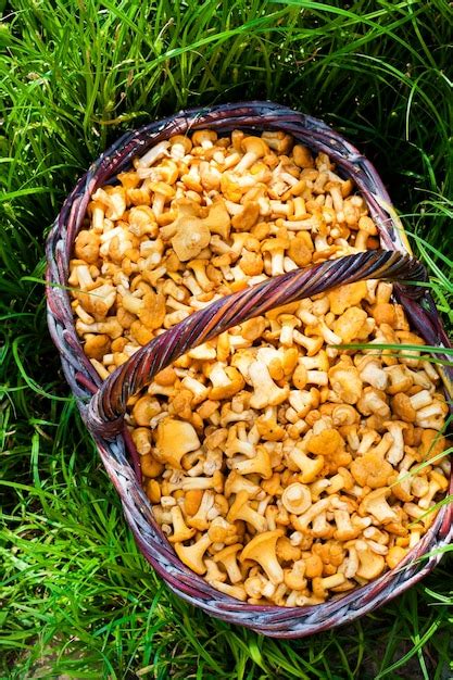 Premium Photo Wicker Basket With Wild Mushrooms Chanterelles On Green