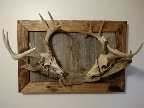 Custom Plaque For European Mount Skulls Horns Taxidermy Etsy