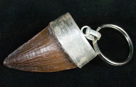 Authentic Fossil Mosasaurus Tooth Keychain For Sale