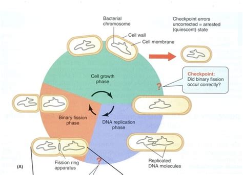 Exam 1 Microbial Growth And Nutrition Flashcards Quizlet