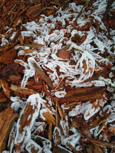 Fungi or Insect Eggs/Larvae? Found on mulch in Central Florida, in a