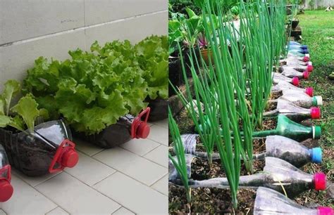 Diseña tu propio jardín de hortalizas Plantas Plants Bottle garden