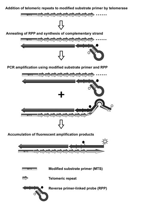 Quantification Of Alternative Splicing Variants Of Human Telomerase Reverse Transcriptase And