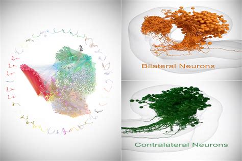 Scientists Fully Map Brain Of Fruit Fly For The First Time Has