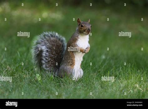 An Eastern Gray Squirrel Sciurus Carolinensis Looking For Food In The