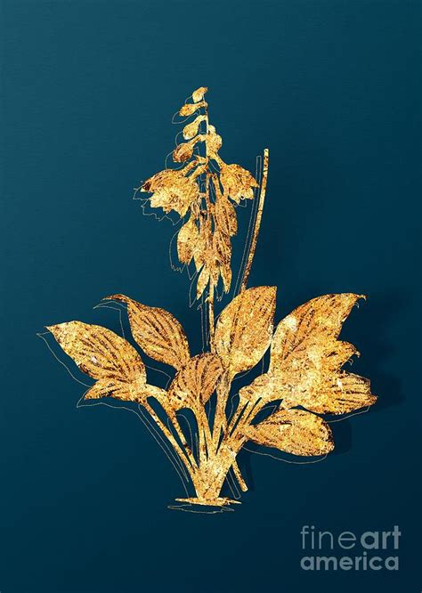 Gold Daylily Botanical Illustration On Teal Mixed Media By Holy Rock