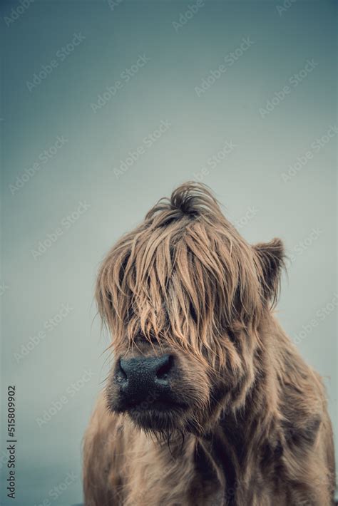 Foto De Close Up Head Shot Portraits Of Beautiful Highland Cows With Long Furry Manes Covering