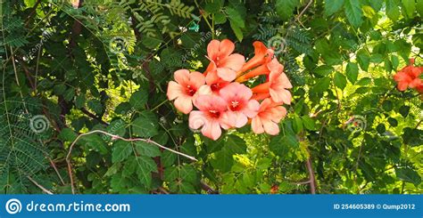 Campsis Grandiflora Chinese Trumpet Vine Bignonia Bignoniaceae