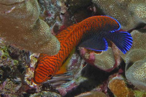 Angelfish Wallpapers Wallpaper Cave
