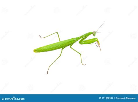 Grasshopper Isolated On White Background Stock Image Image Of Closeup Insects 131350947