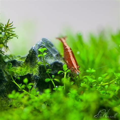 Uk Buy Freshwater Dwarf Shrimp Such As Red Cherry