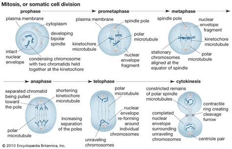 mitosis | Definition, Stages, Diagram, & Facts | Britannica