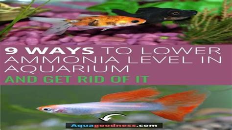 How To Get Rid Of Ammonia In Saltwater Aquarium Effective Tips