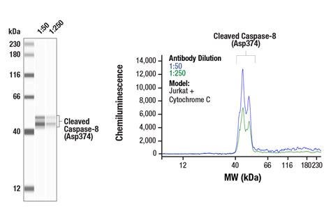 Cleaved Caspase 8 Asp374 E6h8s Rabbit Mab Cell Signaling Technology