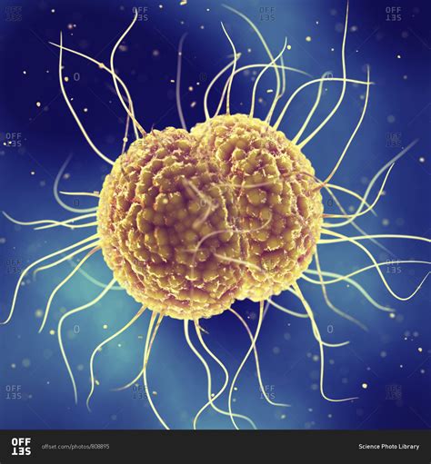 Gonorrhoea Bacteria Illustration Gonorrhoea Is A Sexually Transmitted