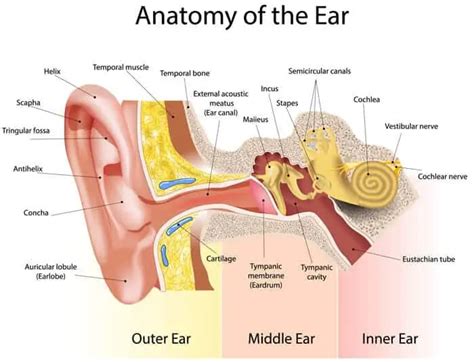 Eustachian Tube Dysfunction CareCredit North Dallas ENT