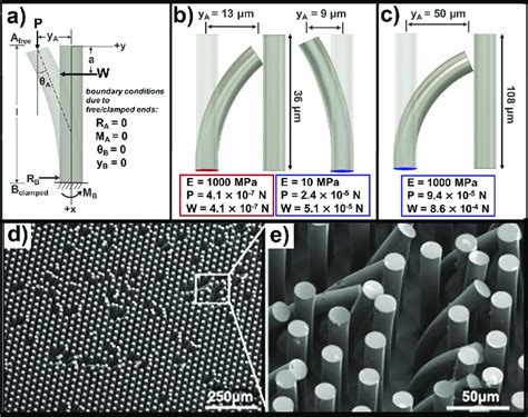 Mechanical Analysis Of Pdms Micropillar Interactions A Free Body