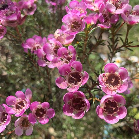 Chamelaucium Australian Plants Plants Garden
