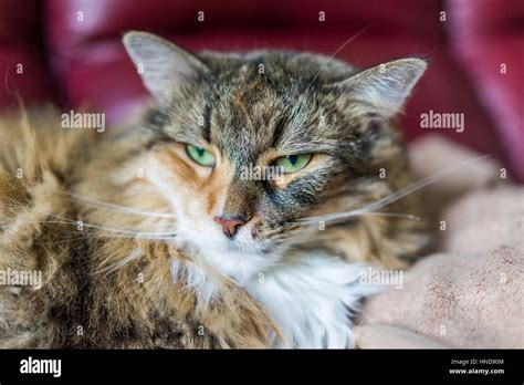 Angry Calico Tabby Maine Coon Cat Closeup Stock Photo Alamy