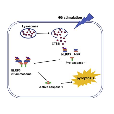 Cathepsin B Deteriorates Diabetic Cardiomyopathy Induced By